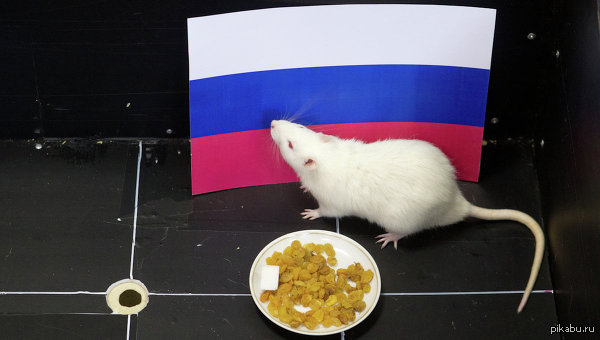 В жопу Осьминога Пауля!!!!! Томская Крыса Шурик - новый кумир болельщиков и всех кто играет на ставках!!!! )))