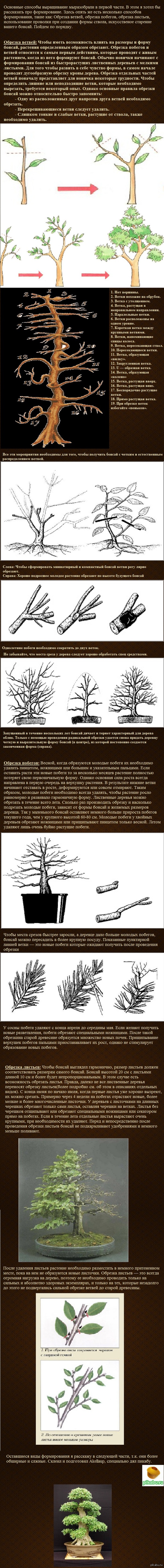 Часть 2. Бонсай - Моё, Длиннопост, Бонсай, Обучение