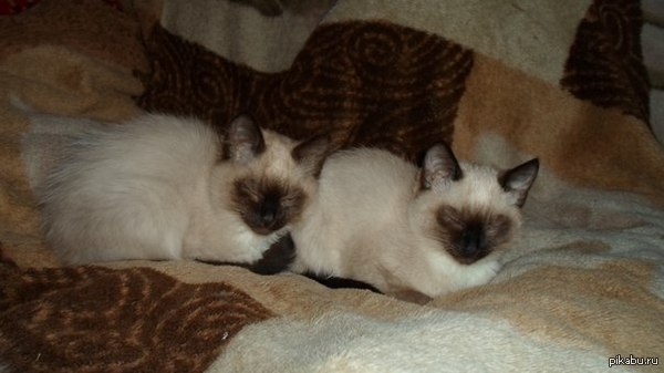 CTRL+c - CTRL+v 