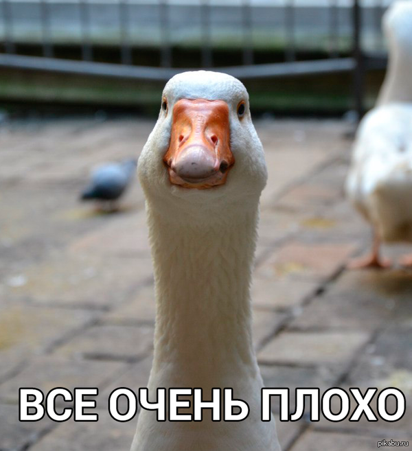 ������� ���������������� � �������.