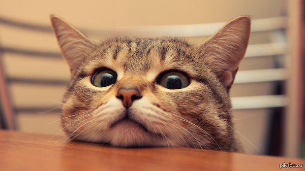      ( http://vk.com/id92047588?w=wall92047588_1349/all ) , .    . ;)