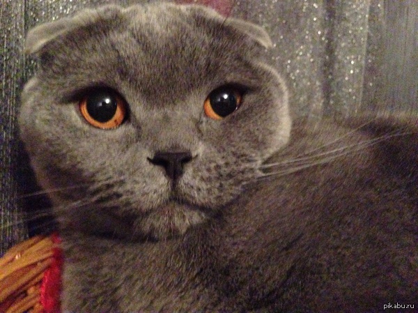 �������� ����