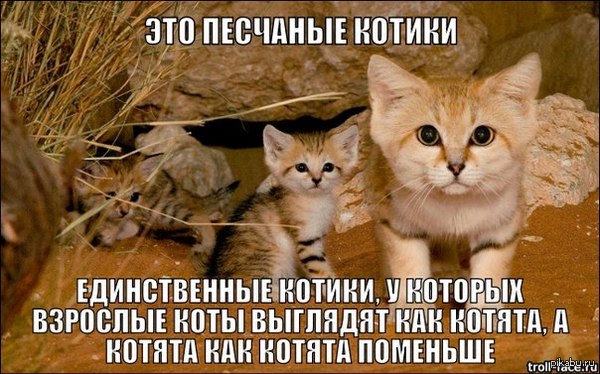 Песчаные котики