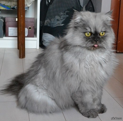 Colonel Meow in Russia - cat, , Need pens, In good hands, Yekaterinburg, Colonel Meow