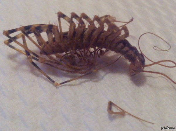 ��� ������ ��� �� ���������?