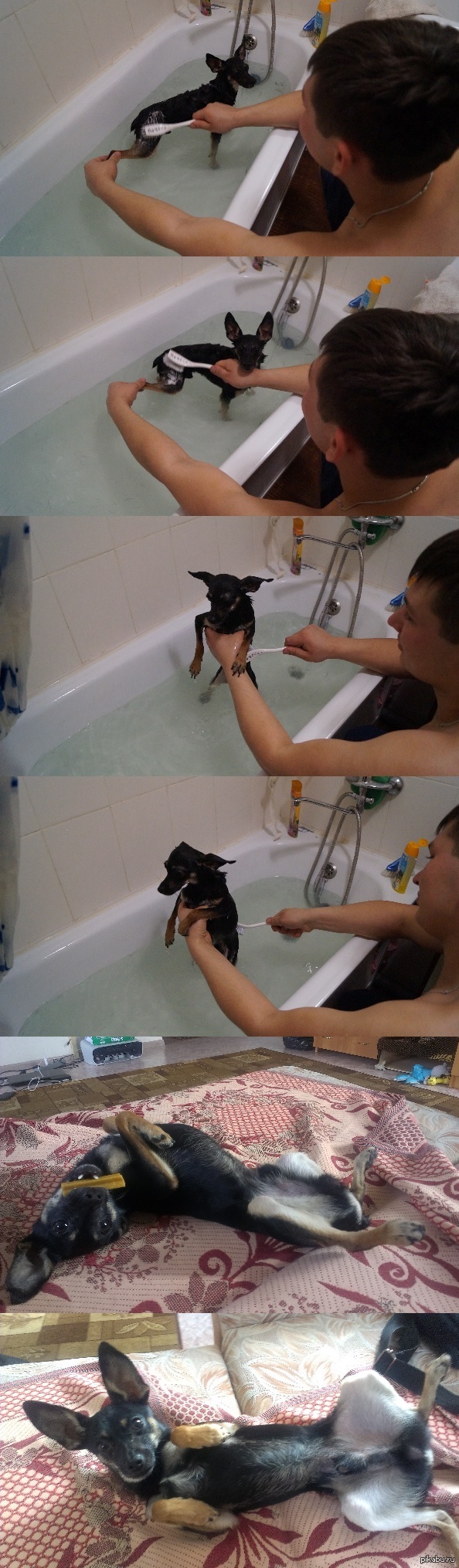 Водные процедуры для моего зверя