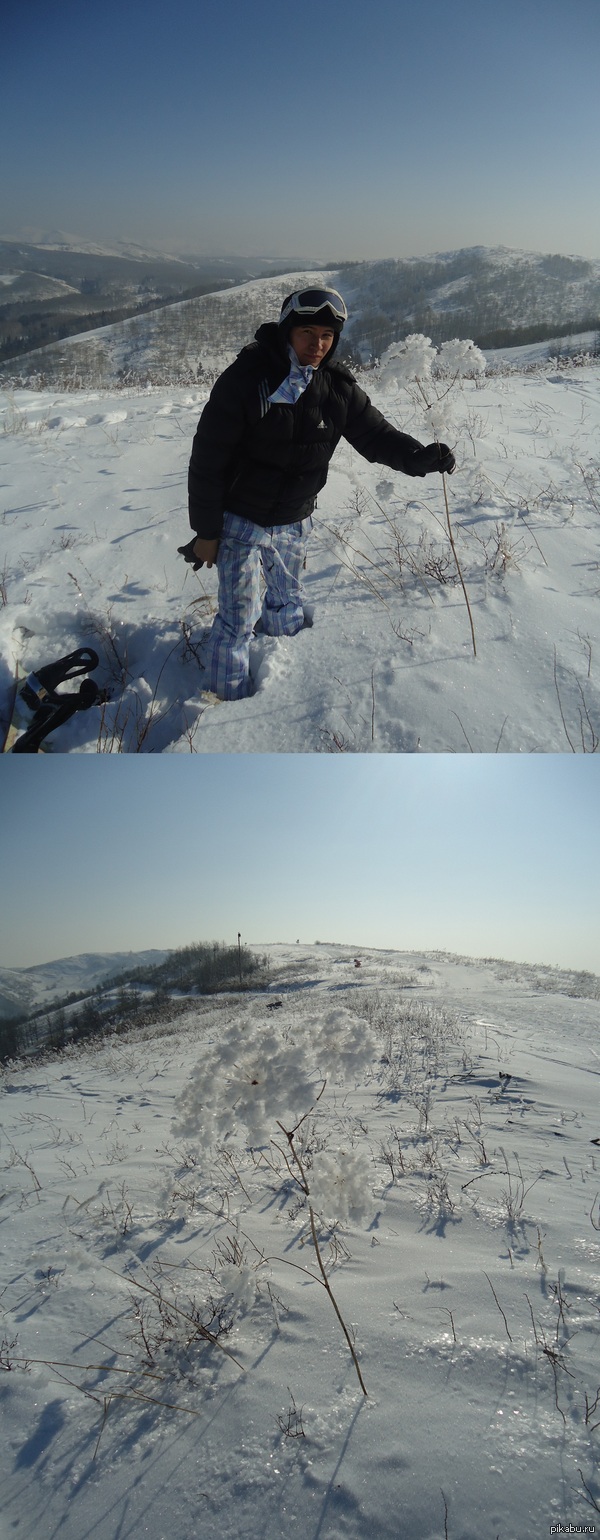 Зимняя Роза