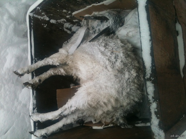 Пошел выкинуть мусор, этого увидеть точно не ожидал. Слабонервные простите весьма!)