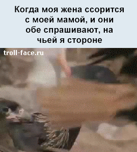Патовая ситуация | Пикабу