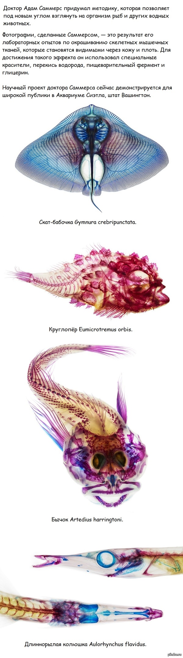 Водные животные на просвет