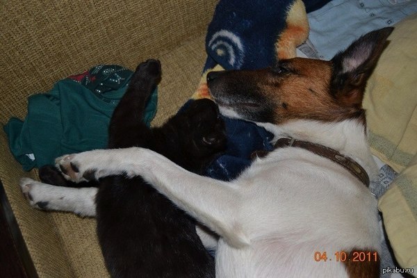 ������� �������.