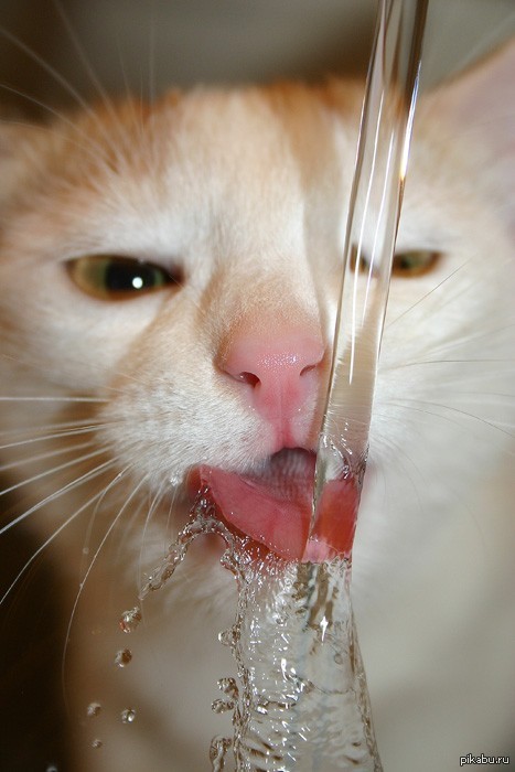 Сушняк 1. Кот сушняк. Кот с похмелья. Котик пьет воду. Котик под струей.