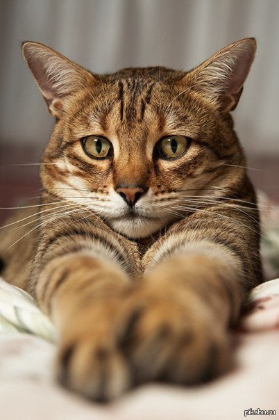 ���������� �����������,��������, ����������!