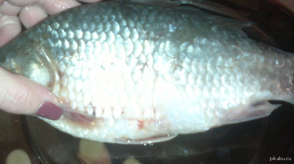 ���� �����