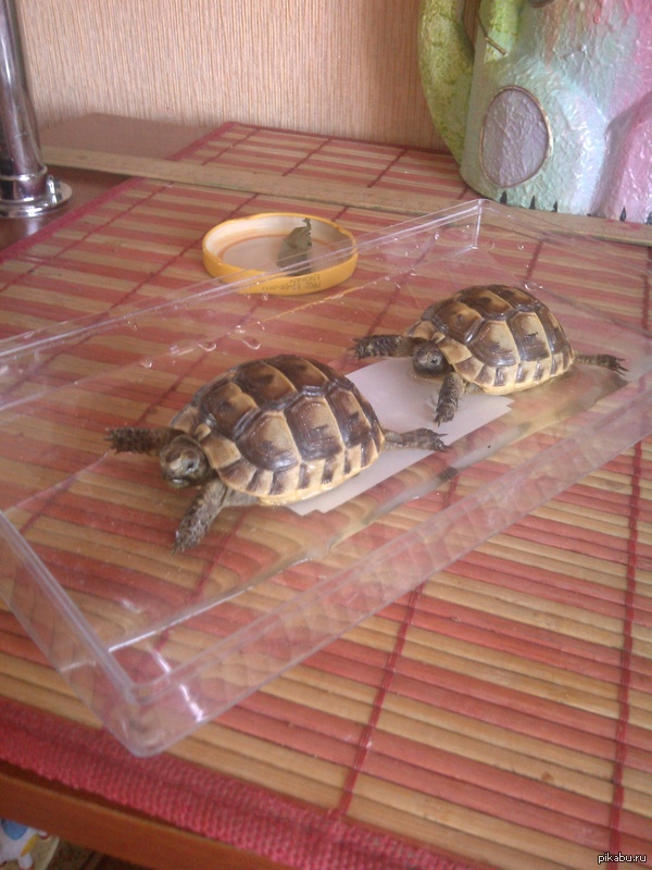 У всех котики, а у меня черепашки появились в первый раз в жизни. Совсем, как дети ^^