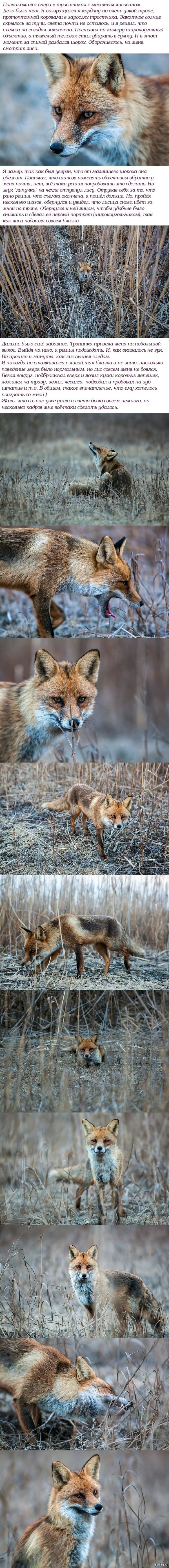 Знакомство с лисовином =)