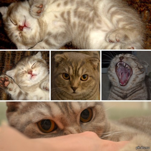 Всем котов!