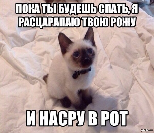 ,   <a href="http://pikabu.ru/story/yeto_rasputin_2030771">http://pikabu.ru/story/_2030771</a>