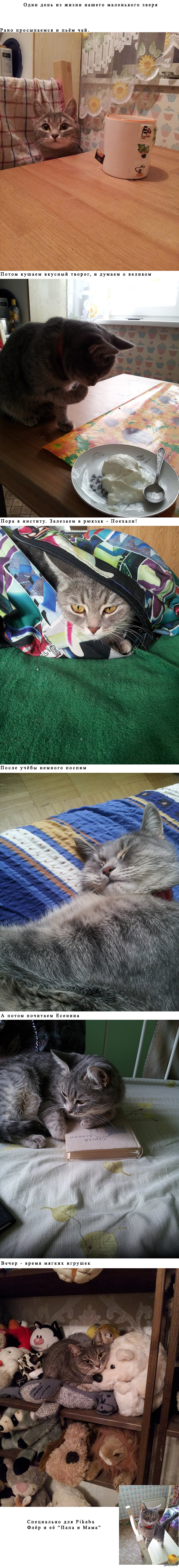 ���� ���������, �������� �������.