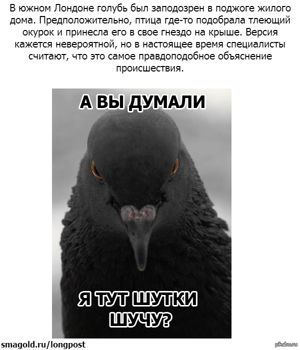 К чему птица накакала на одежду. Голубь Мем. Мемы с голубями. Анекдоты про голубей. Смешные шутки про голубей.