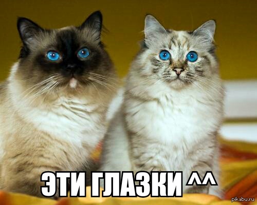 Сибирская сиамская кошка