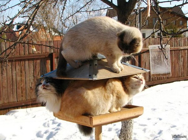 Коту нипочем холода,внутри кота теплота :3