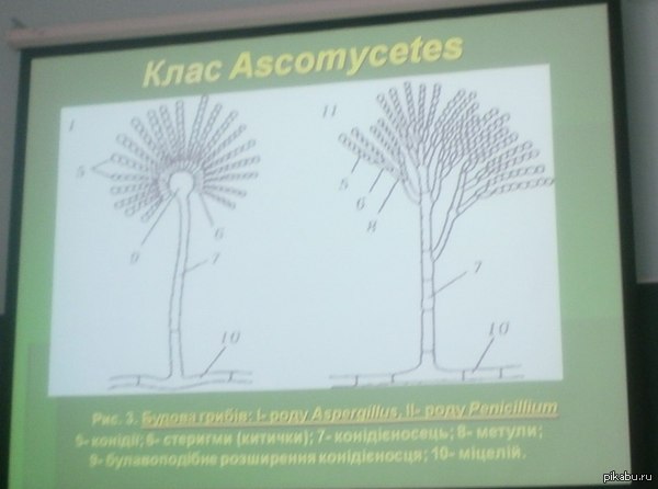 То ли я упорот, то ли этот гриб похож на Боба Марли.