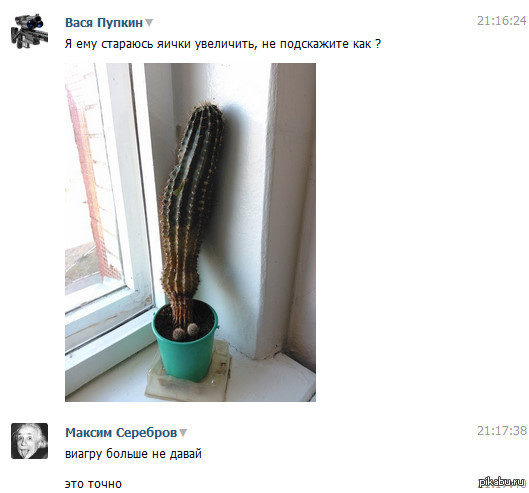 Увлечение кактуса