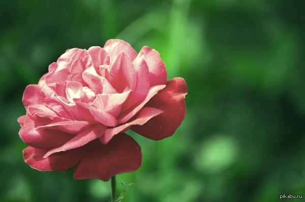 Всем дамам в честь праздника весны!