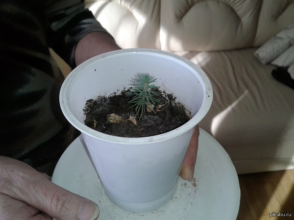 Попытались дома вырастить Сосну. Вот что пока получается.