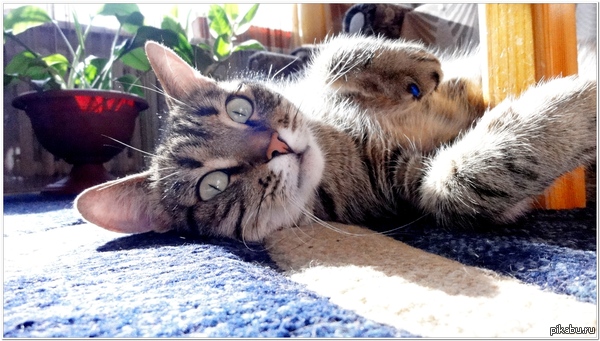 ���� ��������