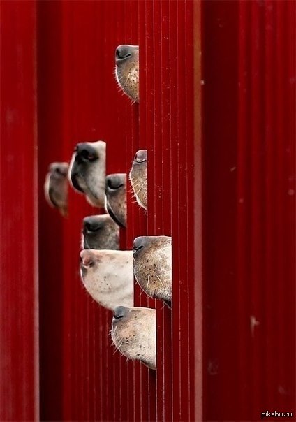 Так происходит каждый раз, когда соседи жарят шашлык