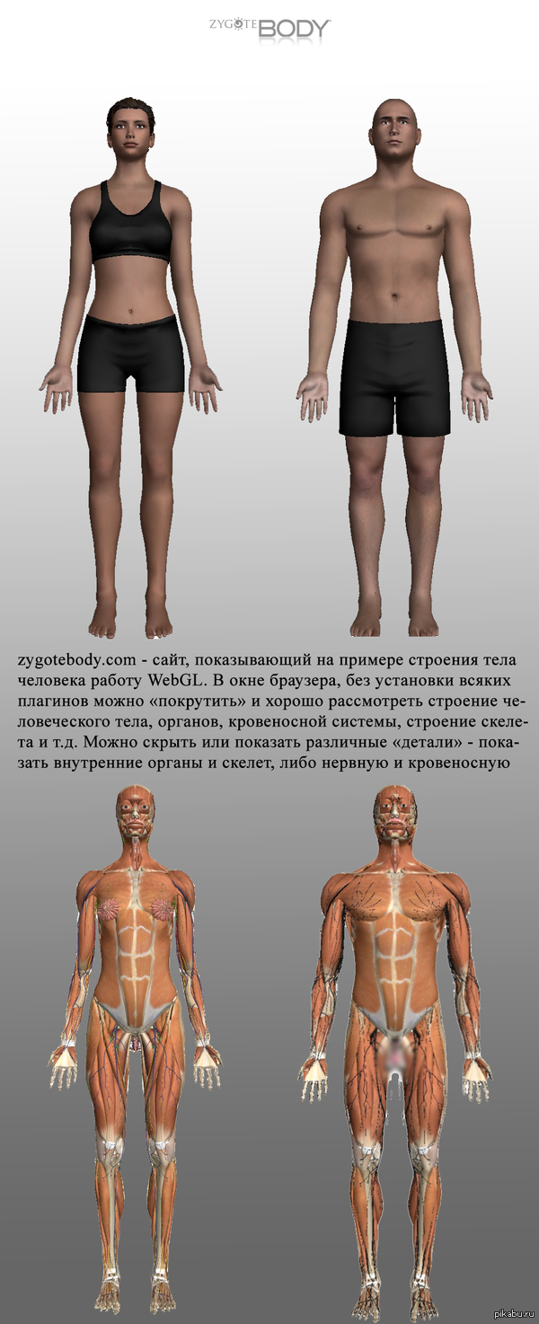  ,     http://www.zygotebody.com/