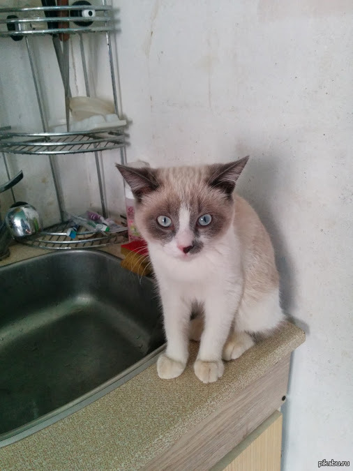 �����-��� Ѹ���