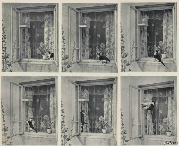 Vintage Photo of Cat from the 1950's