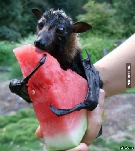 Летучая мышь и арбуз