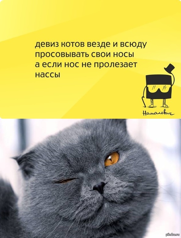 Какой любимый кот. Девиз котов. Девиз для команды котики. Слоганы про котиков. Девиз про котов смешной.