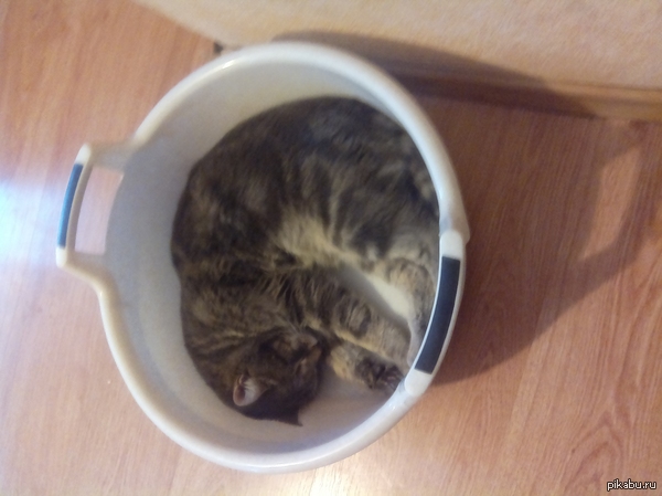 Неделю назад сестра положила кота в тазик и ему это понравилось))) теперь это место его пребывания