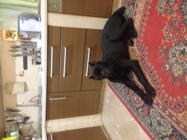 Красавец Кане Корсо