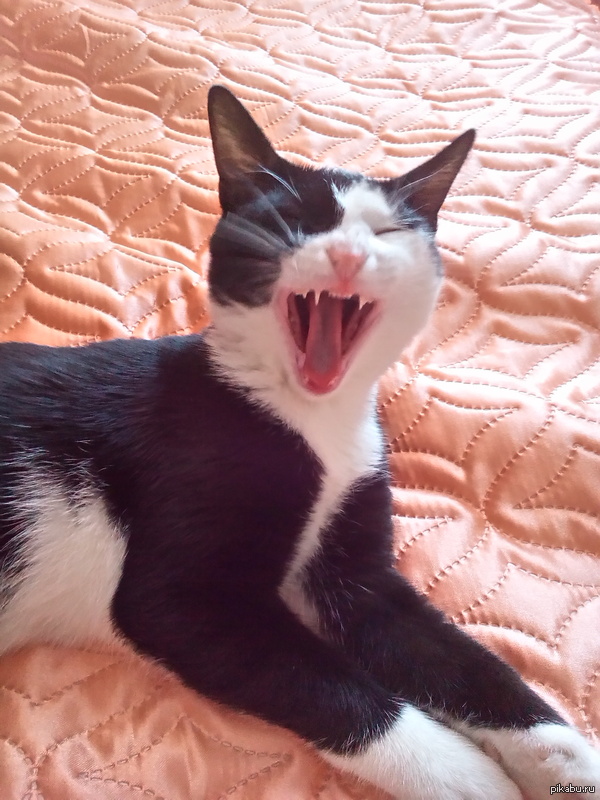 Редкость. Кот прочитал что-то смешное на пикабу и ржёт.