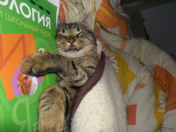 ������ � ���, ��� � ��������� � �����������