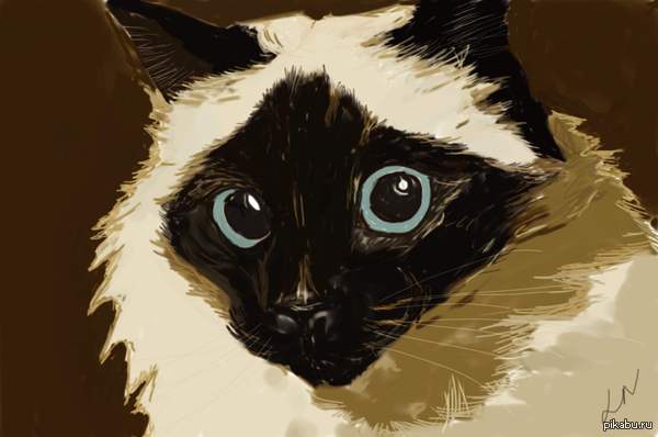 Купил сегодня WACOM :)