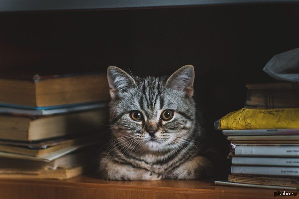 ������ �����