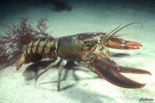 ������ ������ ����� ���� ���������� �� ������ �� �������- �����-���� ������ ���� �������� ��������� ������....����������� ������