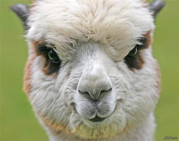 Does anyone like Alpacas? - Milota, Alpaca