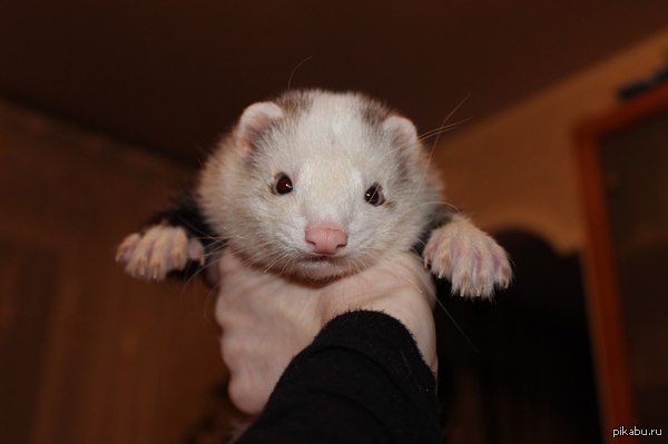 Разбавлю военную тематику смешной Хоремордой :)