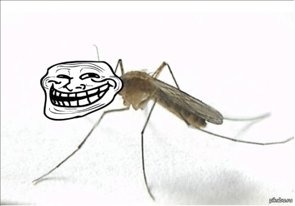 Муха смеется. Комар Мем. Комары мемы. Веселый комар.
