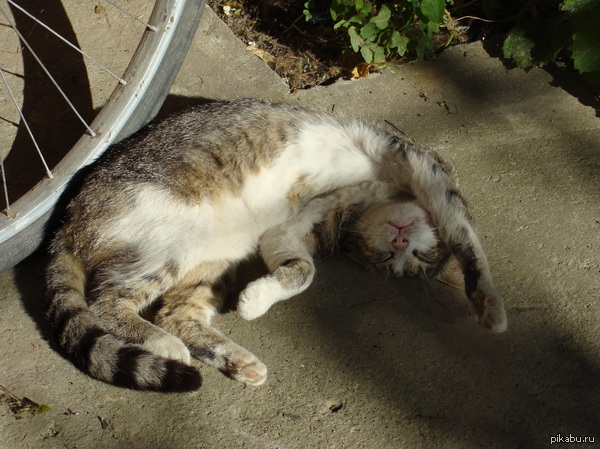 ������ ����������