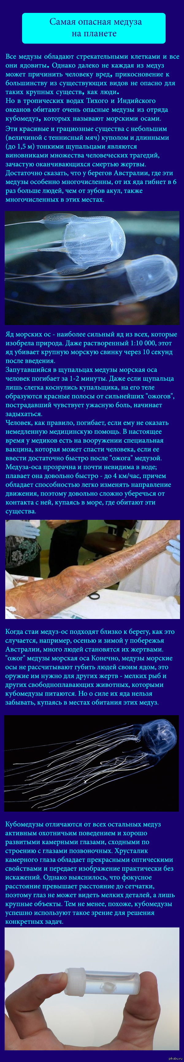 Медуза - убийца