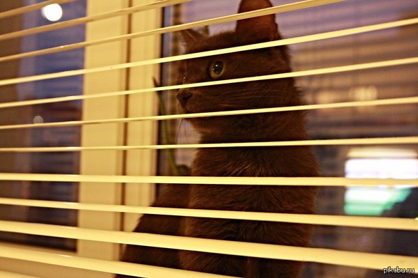 Моя любовь. Моя Лейси